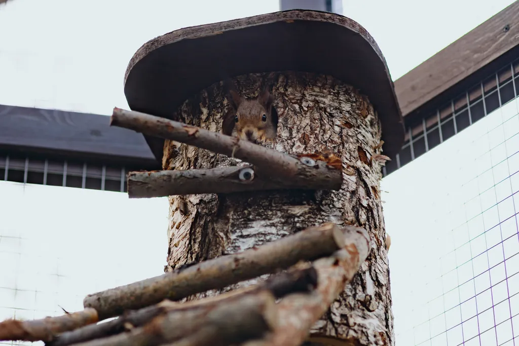 Большой дом в вековом лесу
