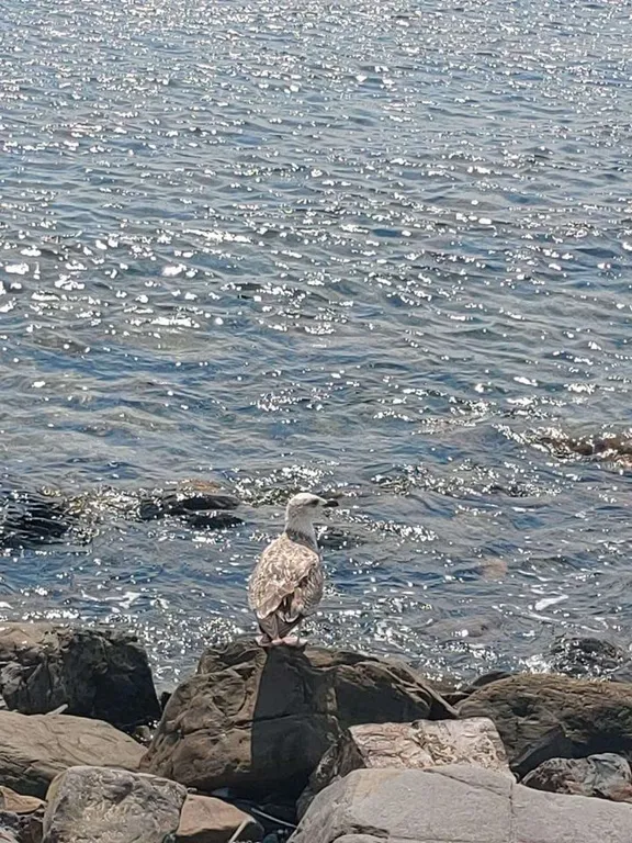 Студия Наталия в новом ЖК Холидей Хаус