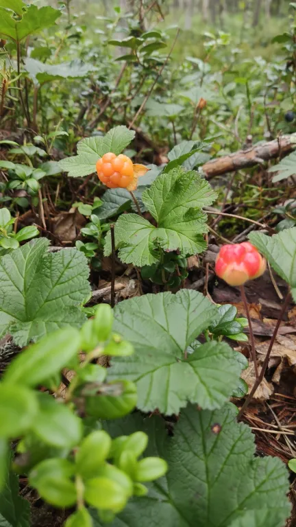 Домик на двоих Карелия