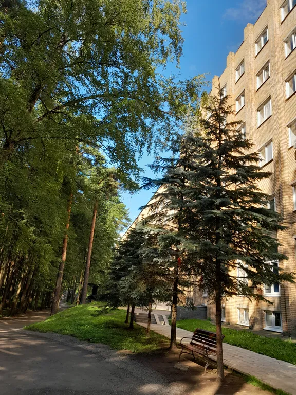 Студия в сосновом бору