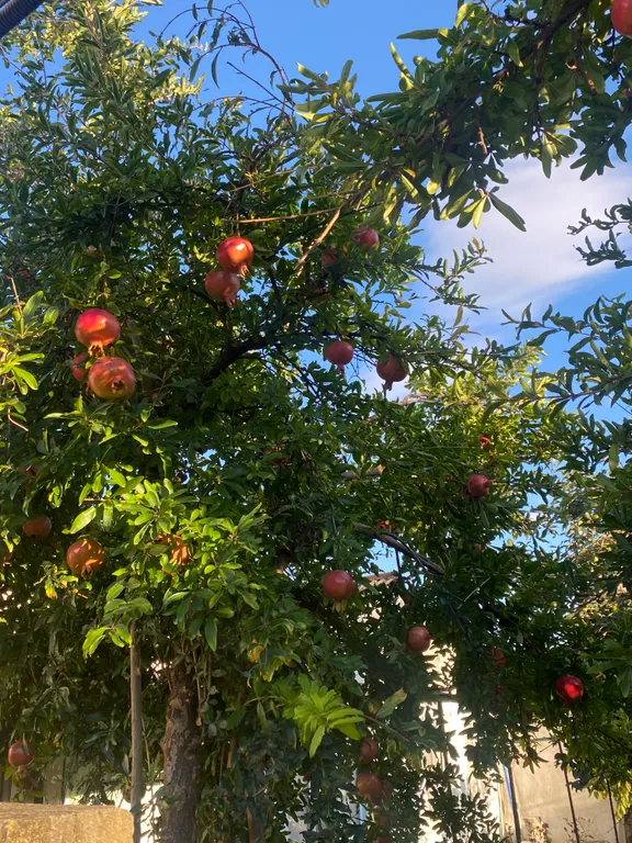 Коттедж Частный домик — Дербент