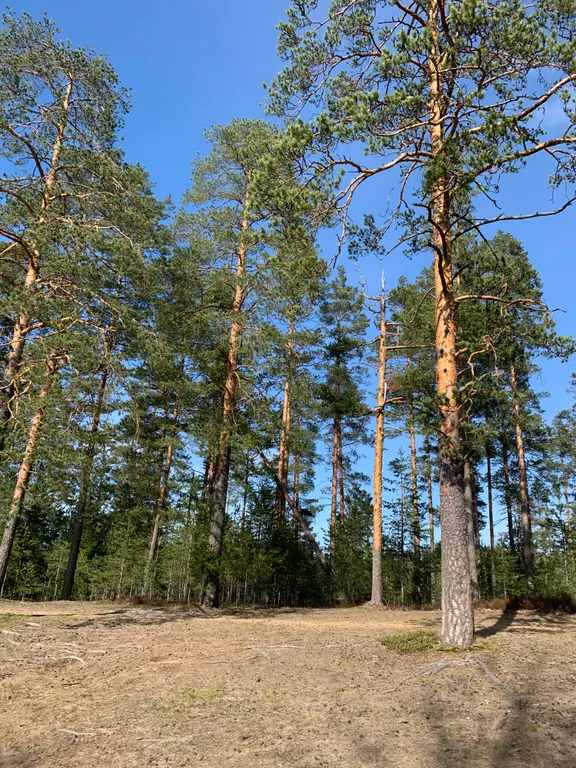 Коттедж Уютный современный дом в сосновом лесу у озера — Запорожское