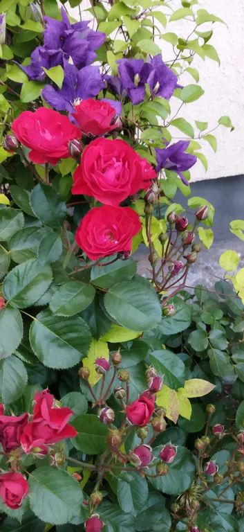 Домик в деревне