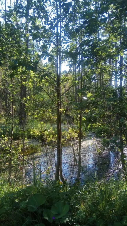 Коттедж Коттеджи у озера — Луга