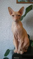 Галина