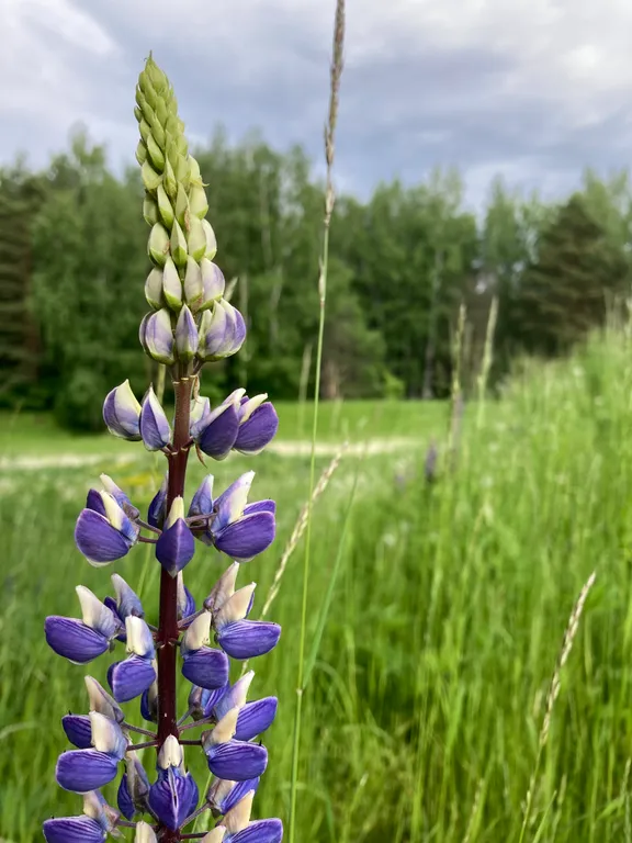 Коттедж Коттедж Новый барнхаус с баней — Манюхино
