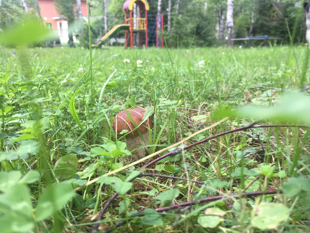 Дом с бассейном в лесу