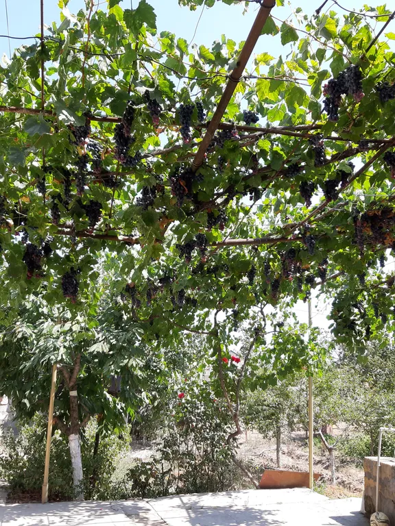 Коттедж Коттедж Уютная дача на берегу Каспийского моря — Дербент