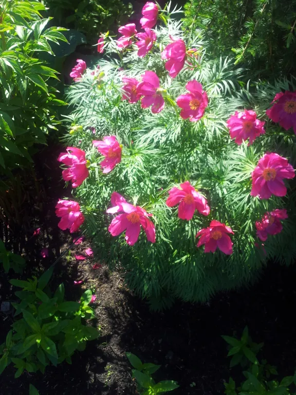 Дом в ботаническом саду