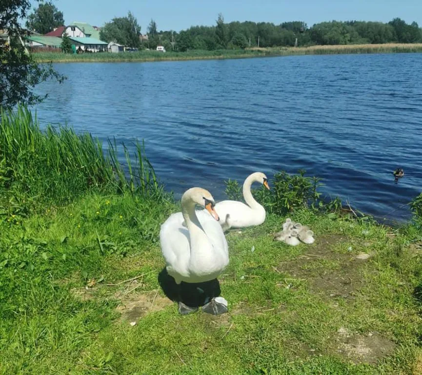 На берегу озера с лебедями, в центре, с камином и антресольным этажом