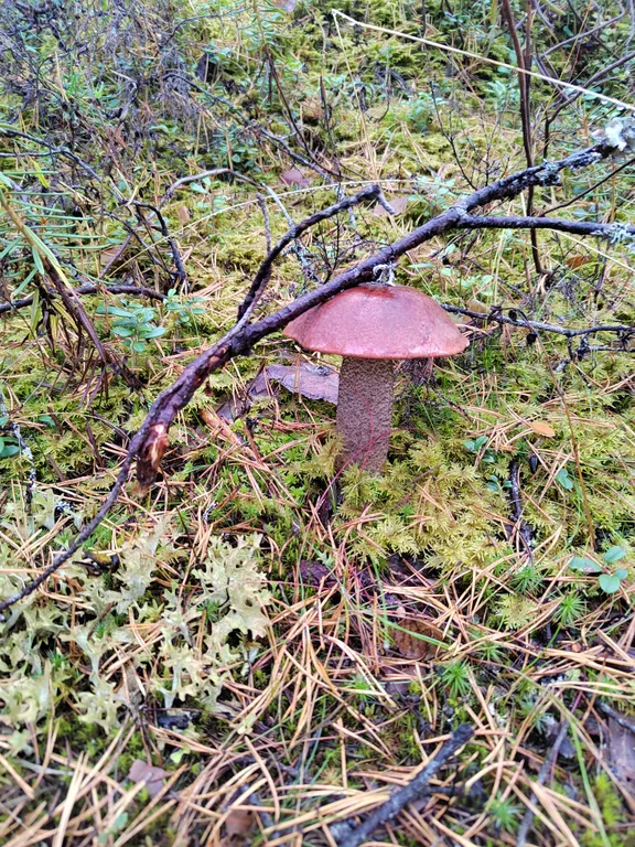 Дом на горе с камином и сауной