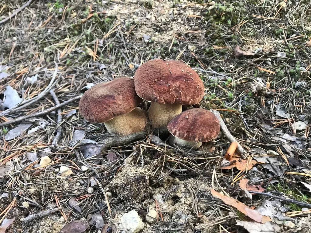 Коттедж Домик на море, на первой линии — Приморск