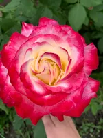 Светлана Якушева