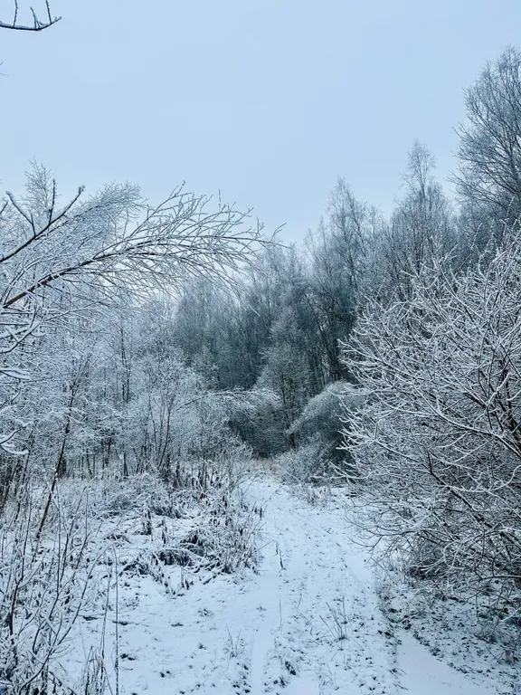 Загородный дом с видом на лес
