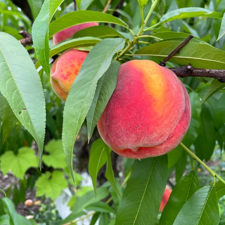 Шале Апельсин