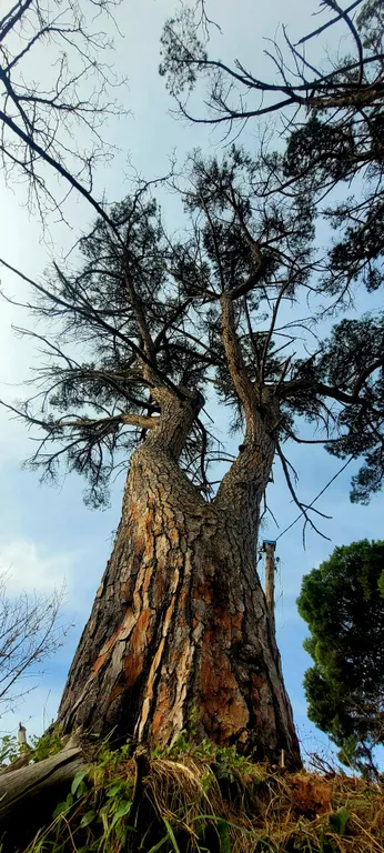 Гостевой дом Горный кедр