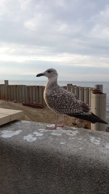 Квартира Апартаменты с видом на Набережную Петра — Калининград