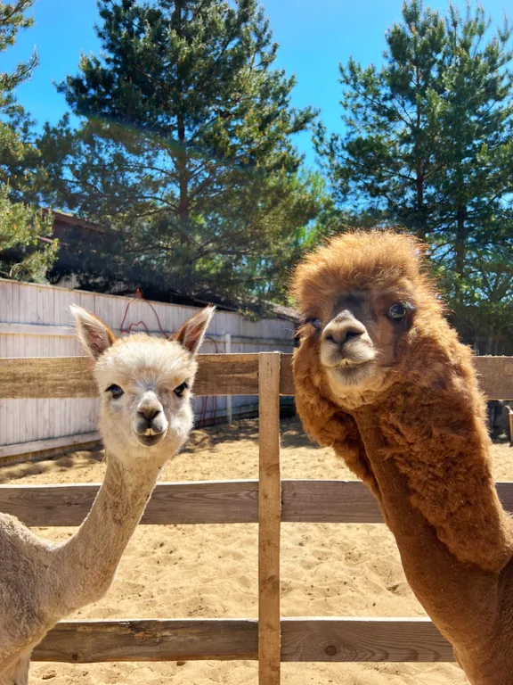 Втерем-ок уютный дом с баней на дровах и чаном, альпаки и лошадки