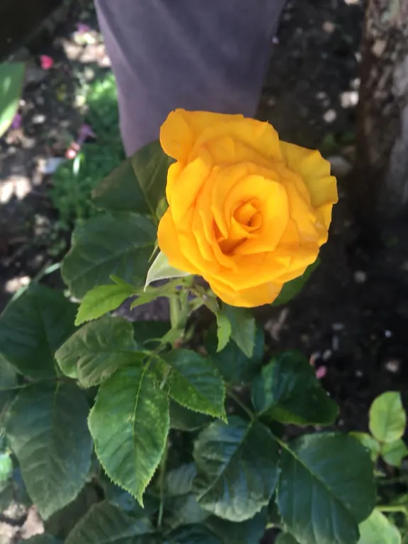 Коттедж Уютный домик — Ялта