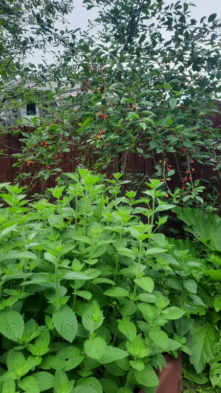 Уютный лесной домик