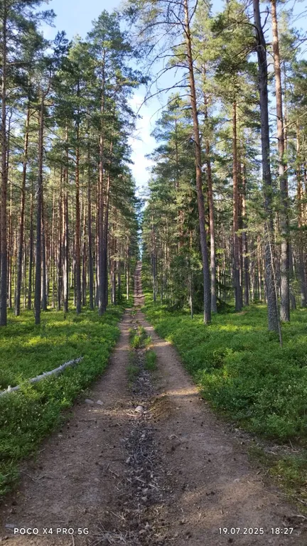 Уютный новый дом в сосновом лесу на берегу Финского залива