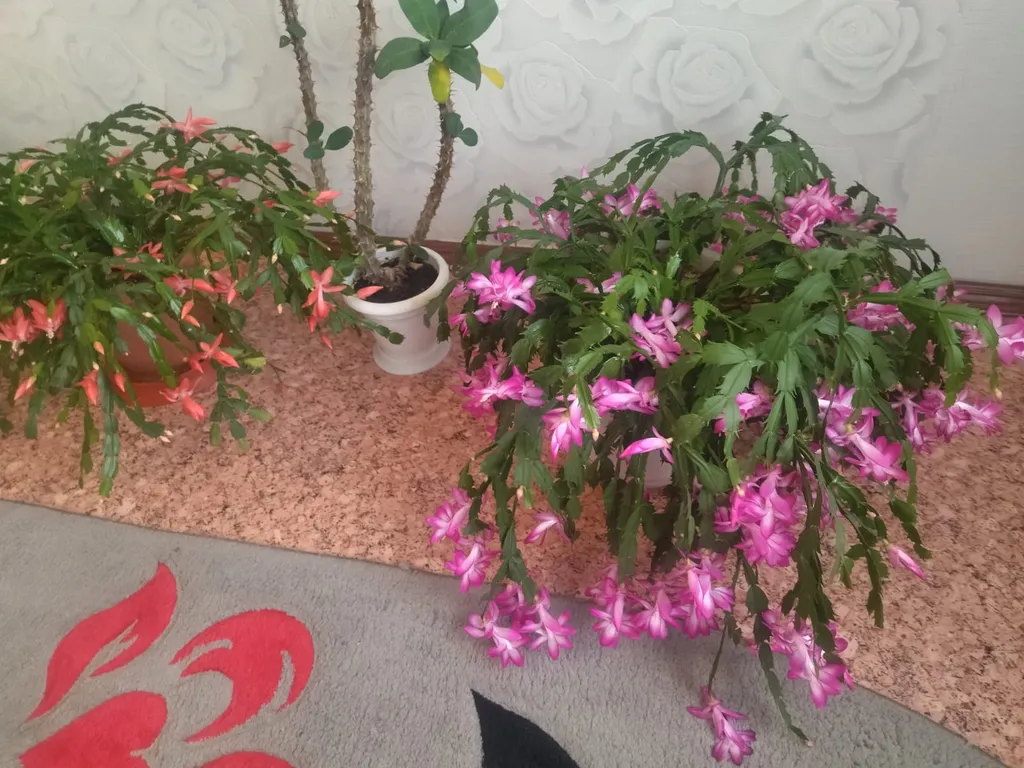 Квартира близко к термальным источникам