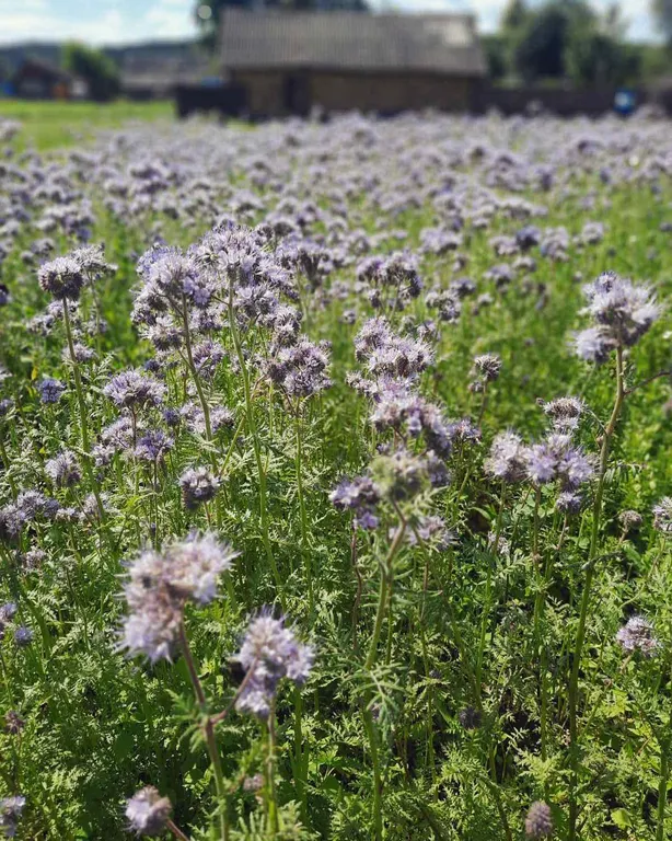 Усадьба со всеми удобствами