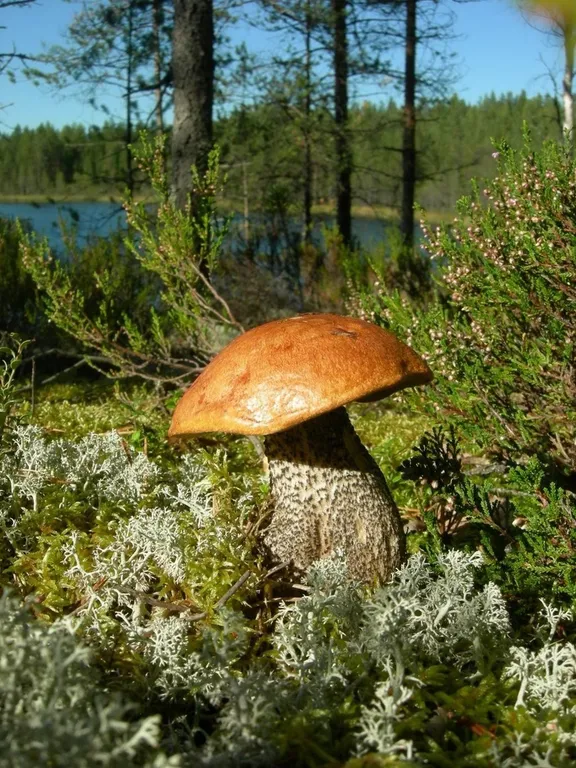 Коттедж Гостевой дом Русь Карелия — Микли