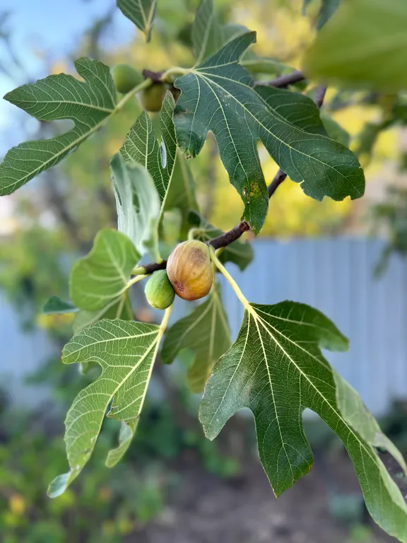 Гостевой дом Вилла Гармония