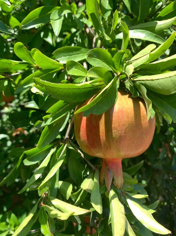 Уютная дача на берегу моря