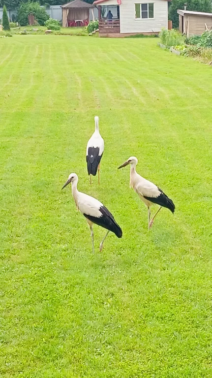 Дом-дуплекс с сауной 12 месяцев