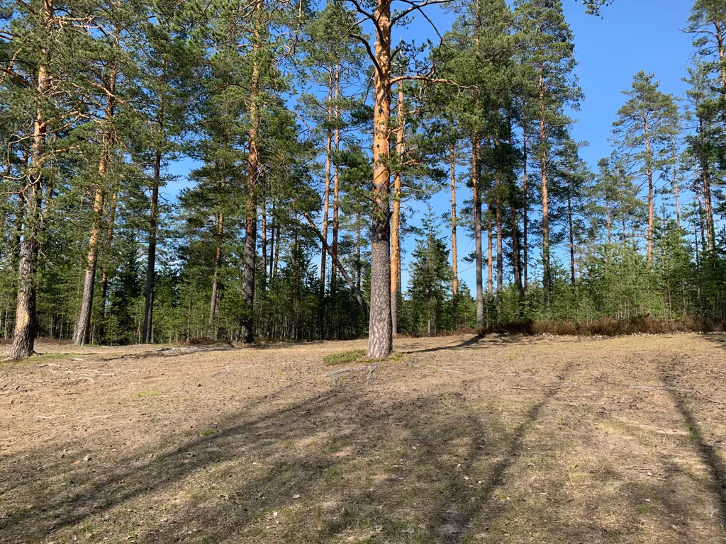 Коттедж Уютный современный дом в сосновом лесу у озера — Запорожское