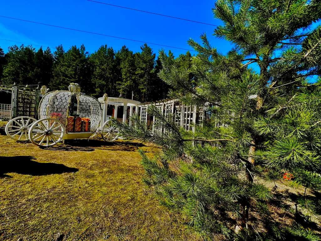 Дом в сосновом бору