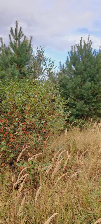 Коттедж Дом (A) с сауной и видом на лес — Пашуково