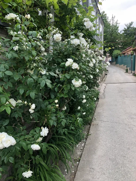 Квартира в Уютном дворике