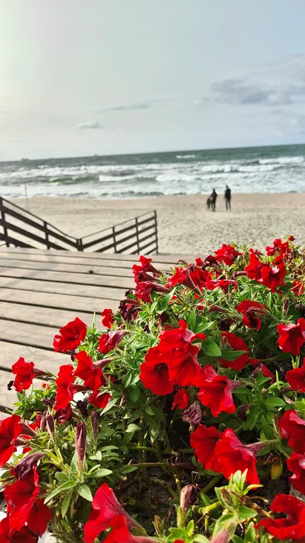 Апартаменты с видом на море