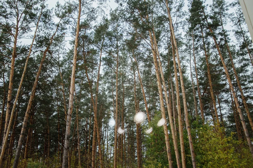 Квартира Квартира Комфотртная студия рядом с клиникой Мешалкина и НВВКУ с окнами на лес — Новосибирск