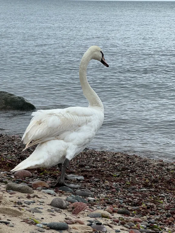 Квартира в ЖК Пионерская лагуна
