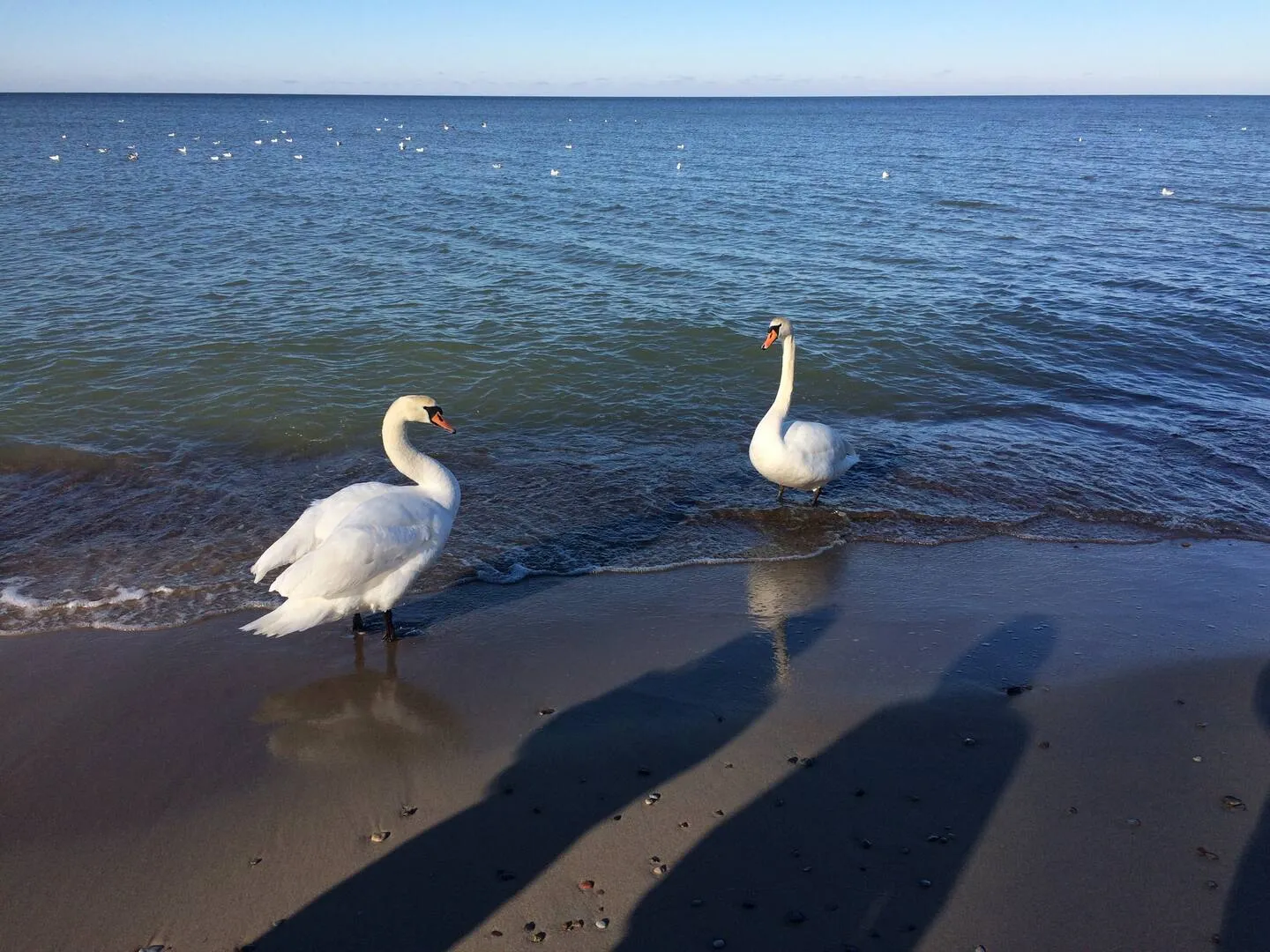 Лебеди на море в феврале