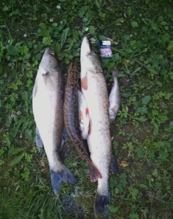 Дача Ладожский берег