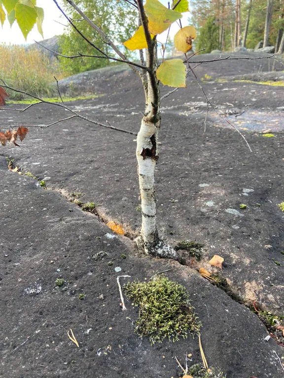 Хижина в лесу на берегу озера без соседей