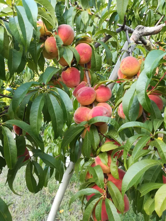 Квартира Комната — Севастополь