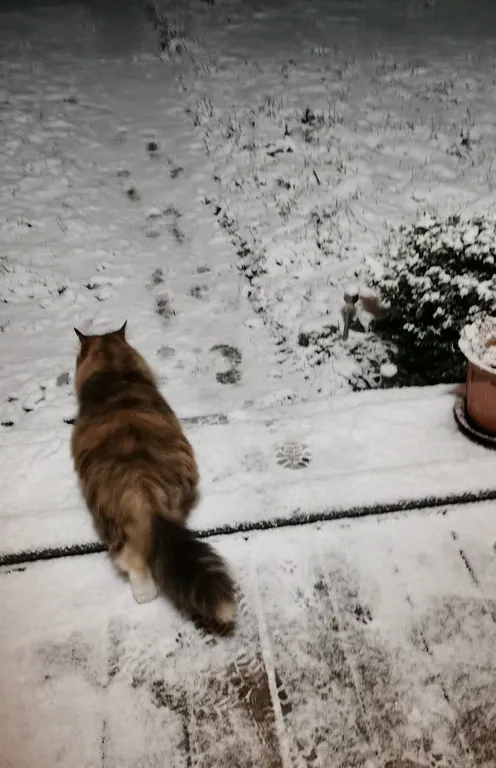 Коттедж Уютный домик возле Балтийского моря — Зеленоградск