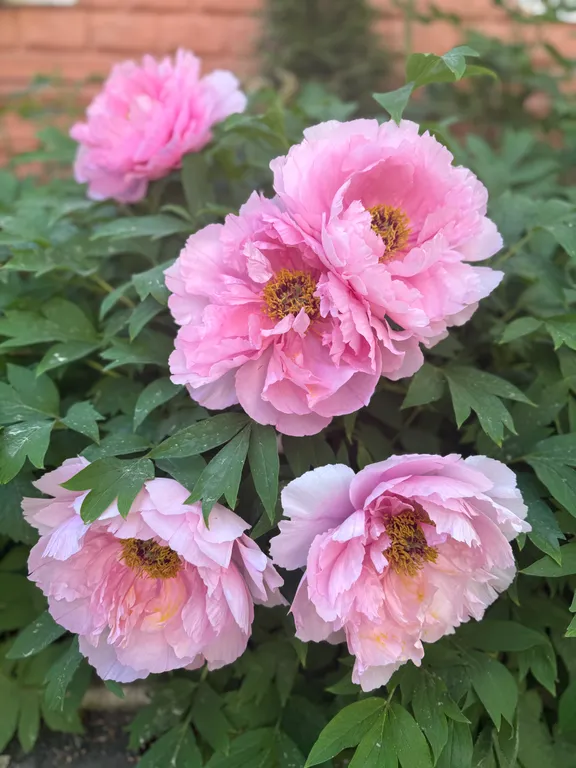 Уютный дом в Сосновом лесу