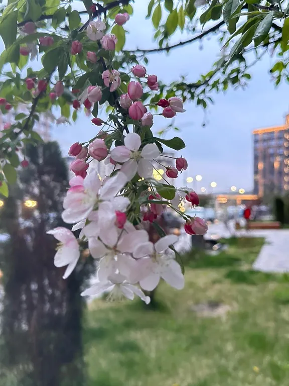 Уютная, светлая квартирка в новом ЖК Яблоневый