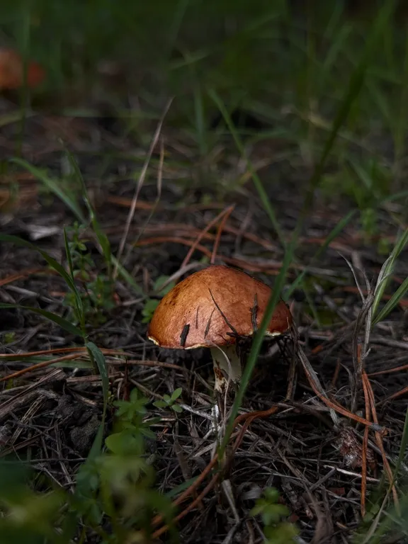 Панорамный дом с чаном под открытым небом и баней на дровах