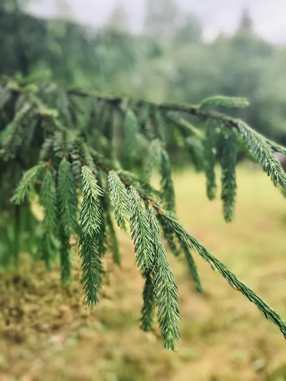 Коттедж Апартаменты с системой Умный дом Вне сети — Тосно