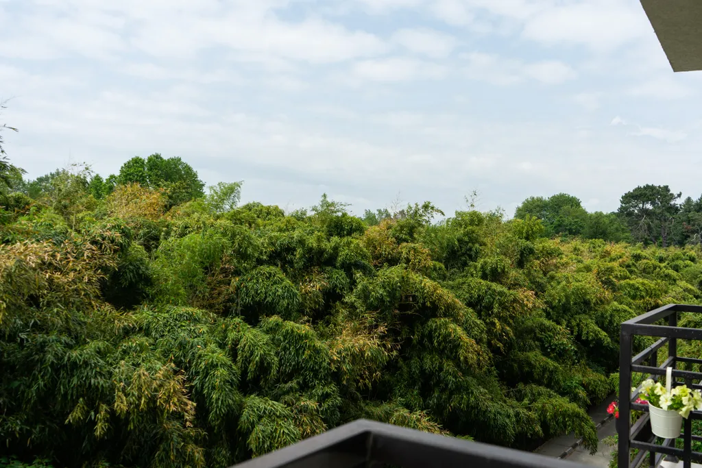 Стильная студия с видом на бамбуковую рощу в ЖК Сорренто Парк