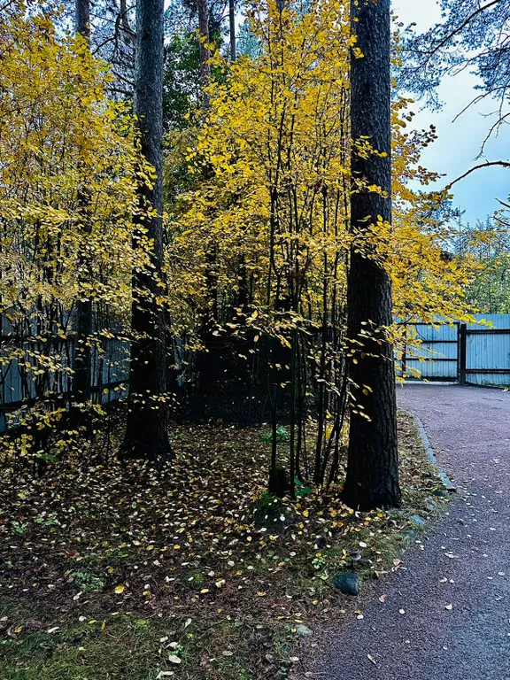 Коттедж Коттедж из дерева — Вырица