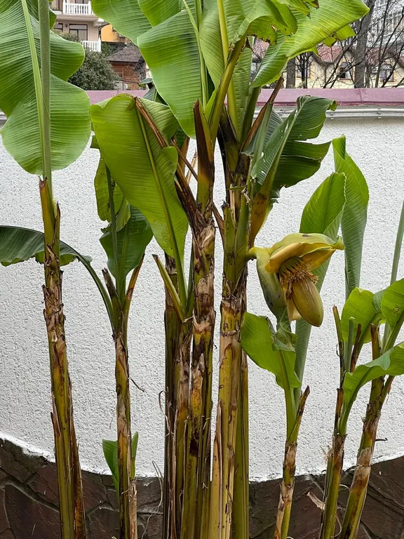 Квартира Комната — Сириус